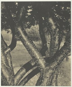Die tanzenden Bäume, 1922