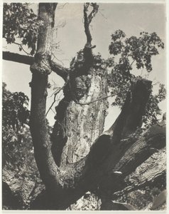Der alte Ahorn—Lake George
