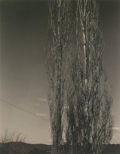 Die zwei Pappeln, Lake George von Alfred Stieglitz