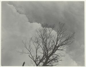 Baumset 3 von Alfred Stieglitz