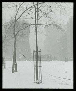 Baum im Schnee, New York City