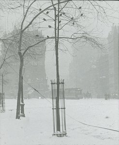 Baum im Schnee, New York City, 1900-02 von Alfred Stieglitz