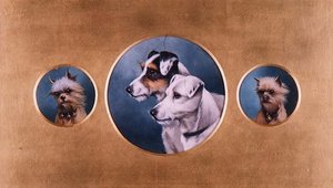 Foxterrier und Yorkshire Terrier