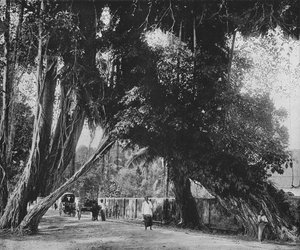 Banyanbaum in Kalutara, ca. 1890, 1910 von Alfred William Amandus Plate