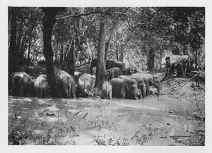 Elefanten-Kraaling in Ceylon an einem Wasserloch innerhalb des Geheges, ca. 1890, 1910 von Alfred William Amandus Plate