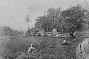 Reisfeld in der Nähe von Gampola, ca. 1890, 1910 von Alfred William Amandus Plate