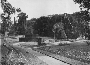 Das Farnhaus, Peradeniya-Gärten, Ceylon, um 1890-1910 von Alfred William Amandus Plate
