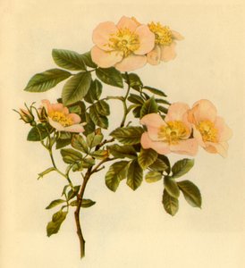 Hundsrose, ca. 1890-1908, 1944
