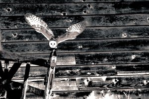 In der Luft, aus der Serie Schleiereule, 2018 von Alice Gur-Arie