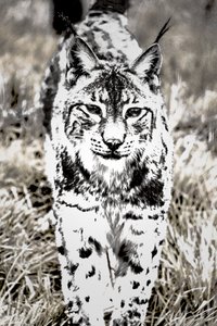 Annäherung