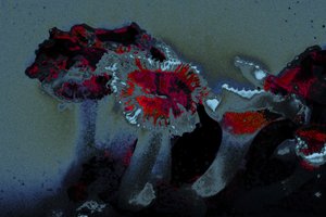 Seeanemone