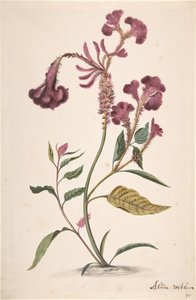 Studie einer Hanekam Celosia argentea, n.d. von Alida Withoos