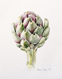 Artischockenstudie, 1993