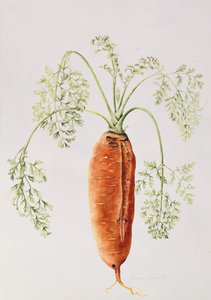 Karotte aus meinem Garten