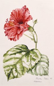 Hibiskus (karminrot), 1992