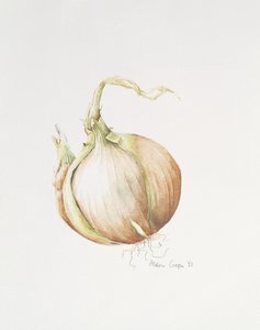 Zwiebelstudie, 1993
