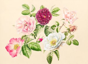 Rosen aus dem Garten