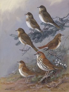 Drossel von Allan Brooks