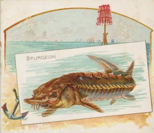 Stör, aus der Serie Fische aus amerikanischen Gewässern für Allen & Ginter Zigaretten von Allen and Ginter