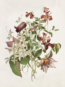 Clematis von Alois Lunzer