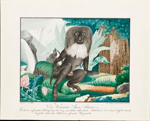 Ein Makake, 1837