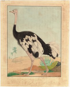 Ein Strauß im Profil in einer Wüstenlandschaft von Aloys Zötl