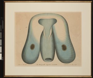 Die Ruderqualle. Ocyrrhoe maculata von Aloys Zötl