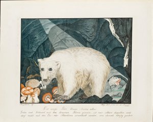 Der weiße Bär, 1844