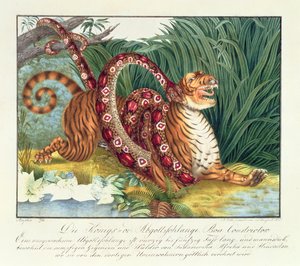 Der Tiger und die Boa Constrictor, 1835 von Aloys Zötl