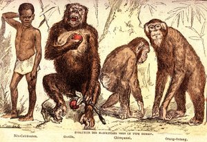 Evolution der Säugetiere zum Menschentyp: Natürliche Schöpfung und Lebewesen (von Jules Rengade). Zeichnung von A. Demarle. 1885 von Alphonse Demarle