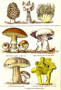 Pilze Basidiosporen: Natürliche Schöpfung und Lebewesen (von Jules Rengade). Zeichnung von A. Demarle. 1885 von Alphonse Demarle
