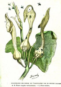 Bestäubung durch Fliegen von Aristoloche-Blumen: Natürliche Schöpfung und Lebewesen. Zeichnung von A. Demarle. 1885