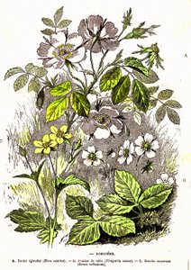 Rosaceen - Natürliche Schöpfung und Lebewesen: Zeichnung von A. Demarle. 1885 von Alphonse Demarle