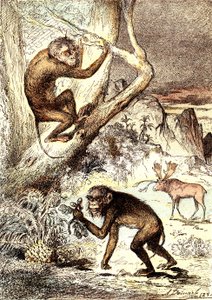 Die Katarrhinenaffen (Miozän): Die Semnopitheken. Die natürliche Schöpfung und Lebewesen von J. Rengade. Zeichnung A. Demarle von Alphonse Demarle
