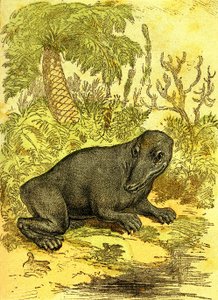 Der Labyrinthodont (Amphibie): Amphibien der Kohlezeit. Natürliche Schöpfung und Lebewesen. Zeichnung A. Demarle 1885