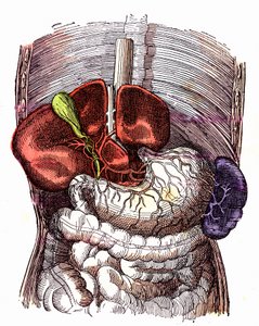 Der Verdauungstrakt - Normales Leben & Gesundheit von J. Rengade - Zeichnung von A. Demarle 1881