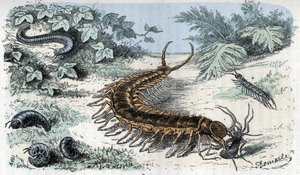 Zoologische Tafel: Insekten Myriapoden (Tausendfüßler oder Hundertfüßler) (Zoologische Platte: Myriapoda) Gravur aus 