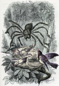 Zoologische Tafel: Arachnid, Avicularia mygalus überrascht ein Vogelnest