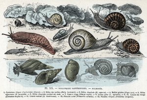 Zoologische Tafel; Gastropoden-Mollusken (Schnecken, Cyclostoma, Planorb, Limnea). Gravur aus „L