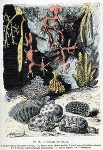 Zoologische Tafel: Schwämme und Korallen (Gorgone, Bebryce, Koralle, Schwämme, Neptun-Handschuh). Gravur aus „L