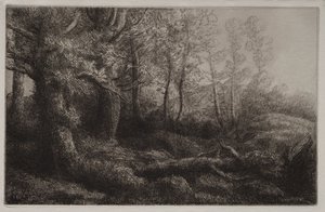Eine Waldstudie