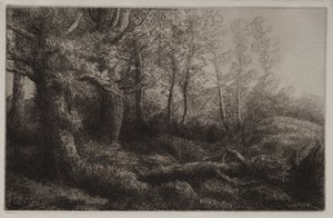 Eine Waldstudie