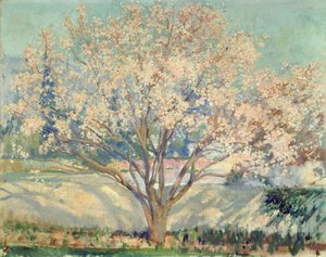 Mandelbaum in Blüte von Alson Skinner Clark