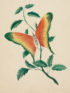 Rosenstrauch und Schmetterling von Altha Mary Nims
