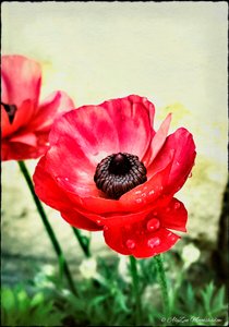 Rote Anemone
