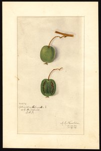 Actinidia deliciosa (Kiwifrucht)