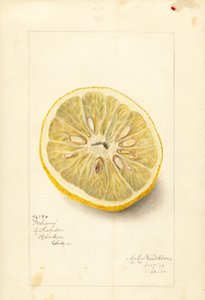 Ichang-Orange (Citrus sinensis) von Amanda Almira Newton