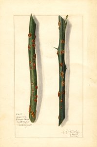Zwei kranke Orangenbaumzweige (Citrus sinensis) von Amanda Almira Newton