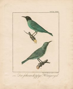 Schwarzkehl-Honigfresser von Ambrosius Gabler