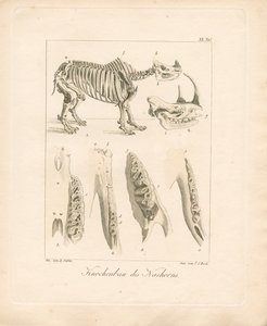 Nashorn-Skelettstruktur von Ambrosius Gabler